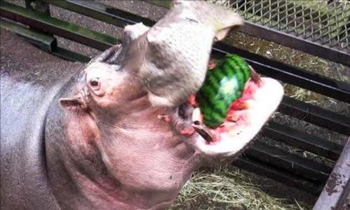 河马哥吃瓜,揭秘娱乐圈幕后真相 第1张 河马哥吃瓜,揭秘娱乐圈幕后真相 第1张