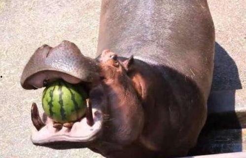 河马哥吃瓜,揭秘娱乐圈幕后真相 第2张 河马哥吃瓜,揭秘娱乐圈幕后真相 第2张