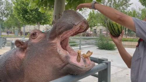 河马哥吃瓜,揭秘娱乐圈幕后真相 第3张 河马哥吃瓜,揭秘娱乐圈幕后真相 第3张