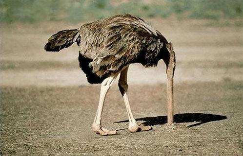 吃瓜心态鸵鸟心态,揭秘两种独特心态的趣味解读  第3张