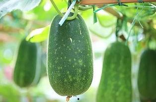 吃哪三瓜,吃哪三瓜，清凉一夏  第2张