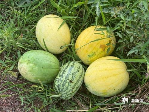 去太空吃瓜  第2张