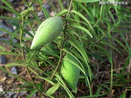 青草吃瓜 第2张 青草吃瓜 第2张