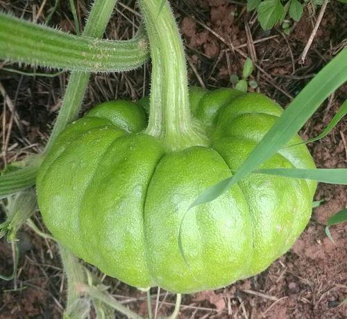 姜柄瓜可以怎么吃,创意烹饪指南 第3张 姜柄瓜可以怎么吃,创意烹饪指南 第3张