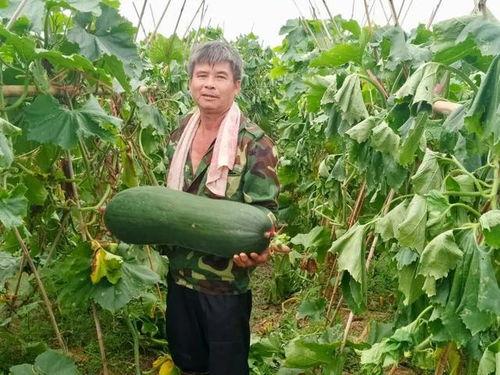 火爆吃瓜热点,火爆热点背后的惊人真相  第2张