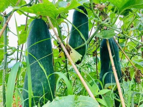 火爆吃瓜热点,火爆热点背后的惊人真相  第3张