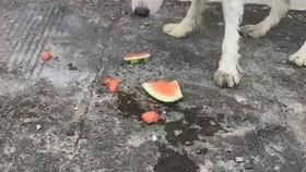 败犬吃瓜,一场关于成长与逆袭的欢乐盛宴  第1张