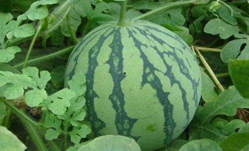 吃瓜房,网络热点的幕后故事与趣味解读 第2张 吃瓜房,网络热点的幕后故事与趣味解读 第2张