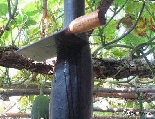 奇怪的夜晚 吃瓜,揭秘那晚的诡异事件 第3张 奇怪的夜晚 吃瓜,揭秘那晚的诡异事件 第3张