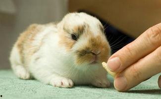 迷你兔吃瓜,迷你兔的甜蜜瓜果时光  第2张