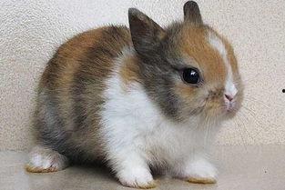 迷你兔吃瓜,迷你兔的甜蜜瓜果时光  第3张