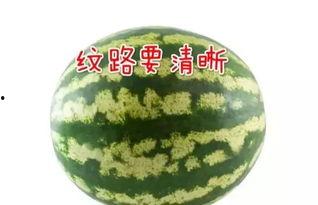 吃瓜高端话语大全,解锁高端话语大全，轻松成为社交圈焦点  第3张